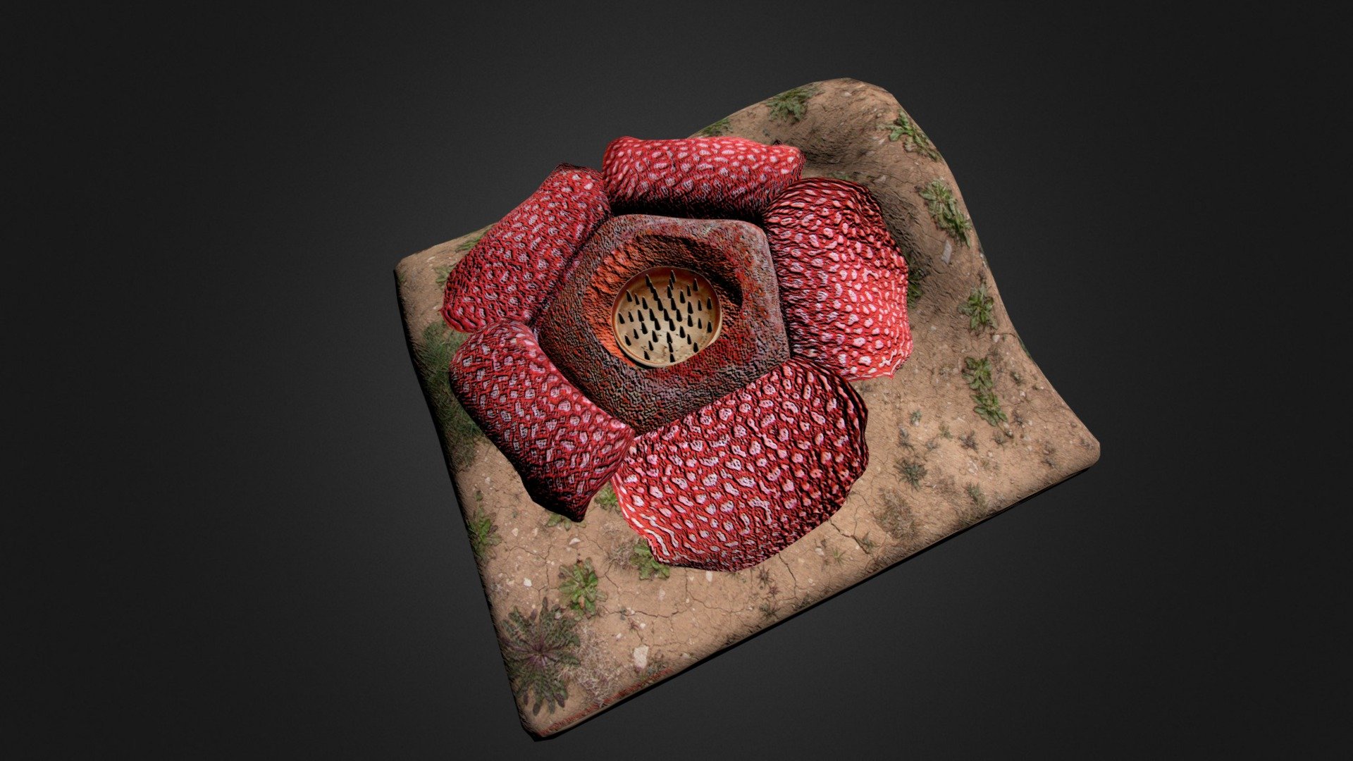 rafflesia arnoldi 3d model