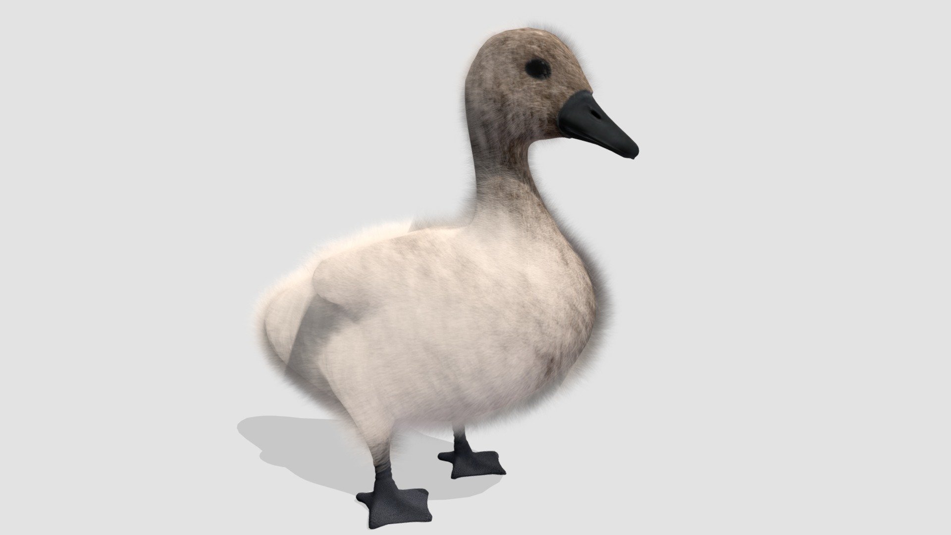 cygnet 3d model