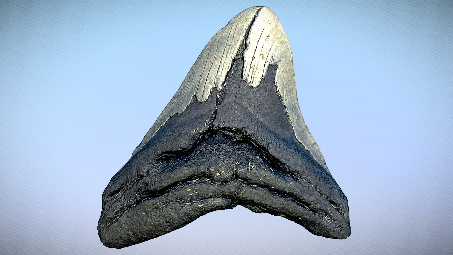 Megalodon Tooth_1 3d model