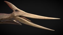 Pteranodon