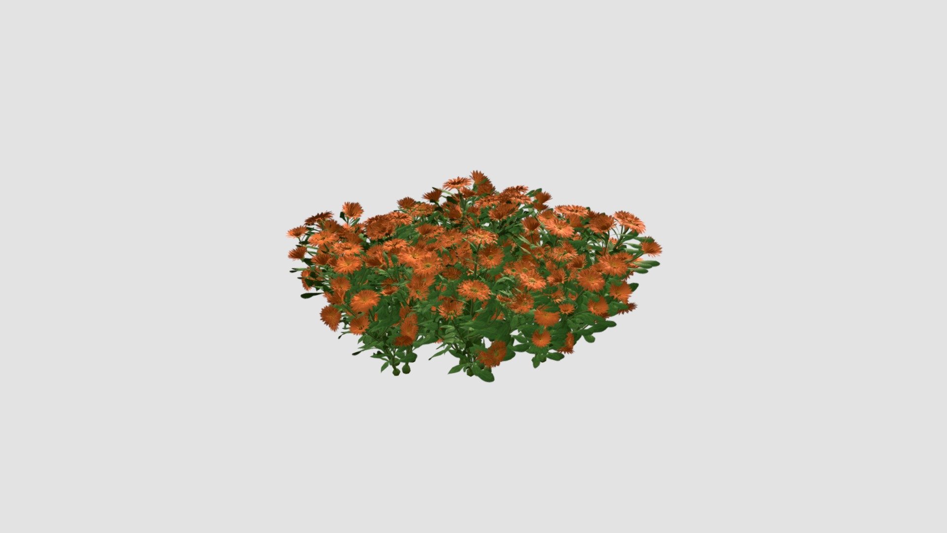 Calendula officinalis 3d model