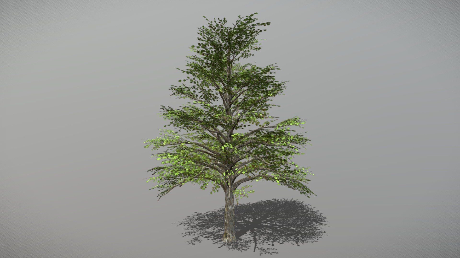 Sycamore (Animated Tree) 3d model