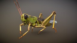 GRASS HOPPER