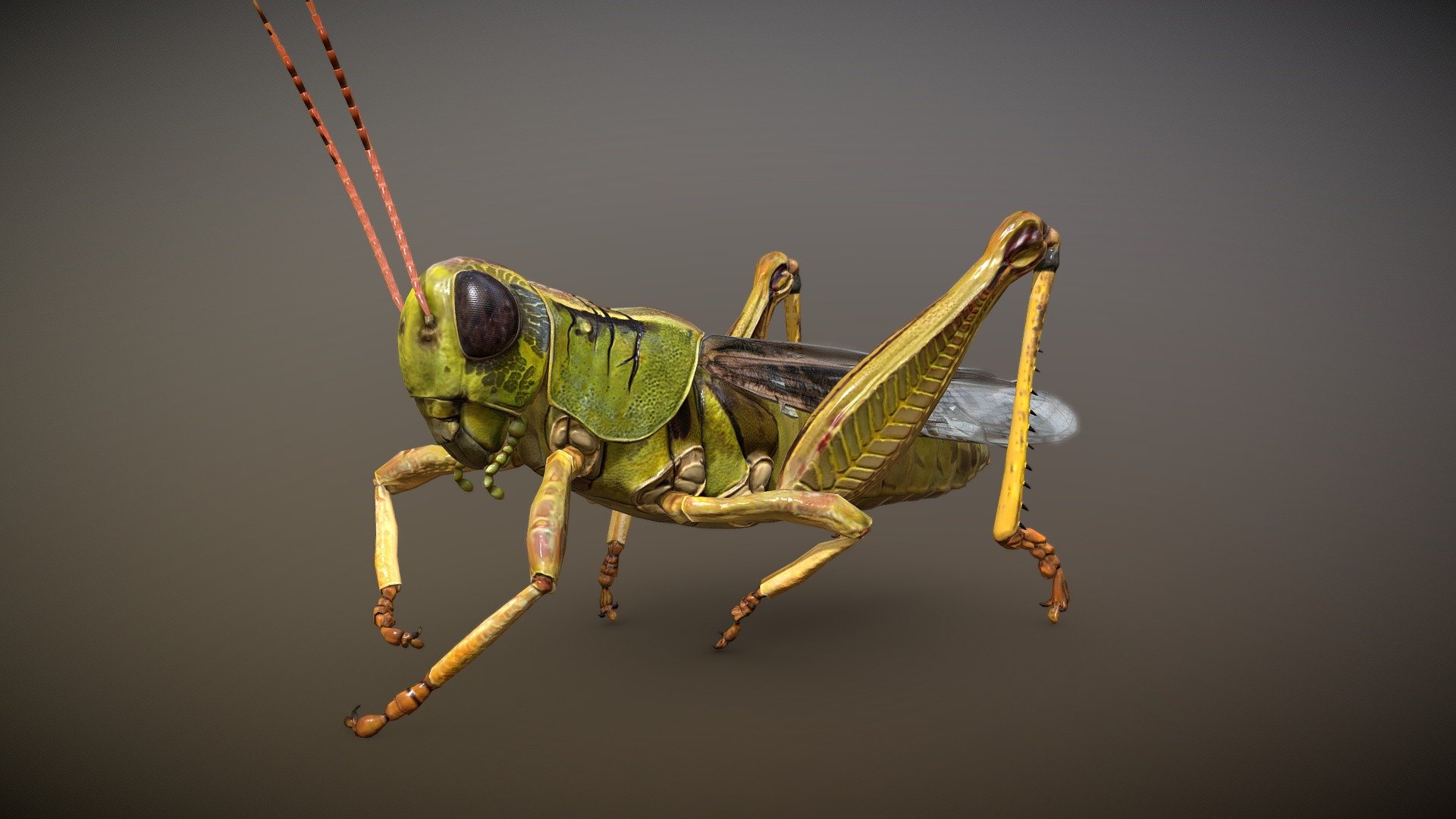 GRASS HOPPER 3d model