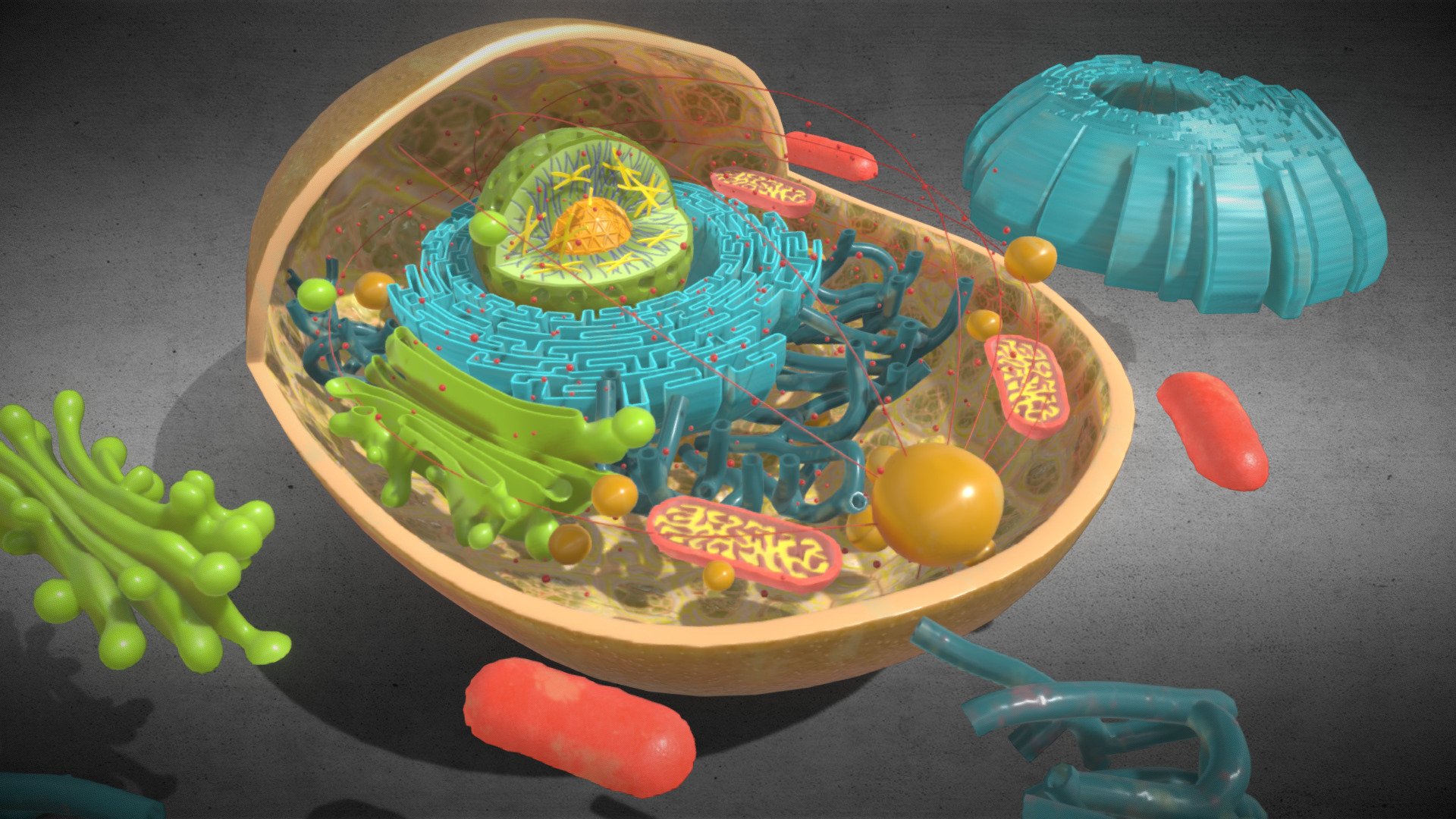 3D Animal Cell Structure 3d model