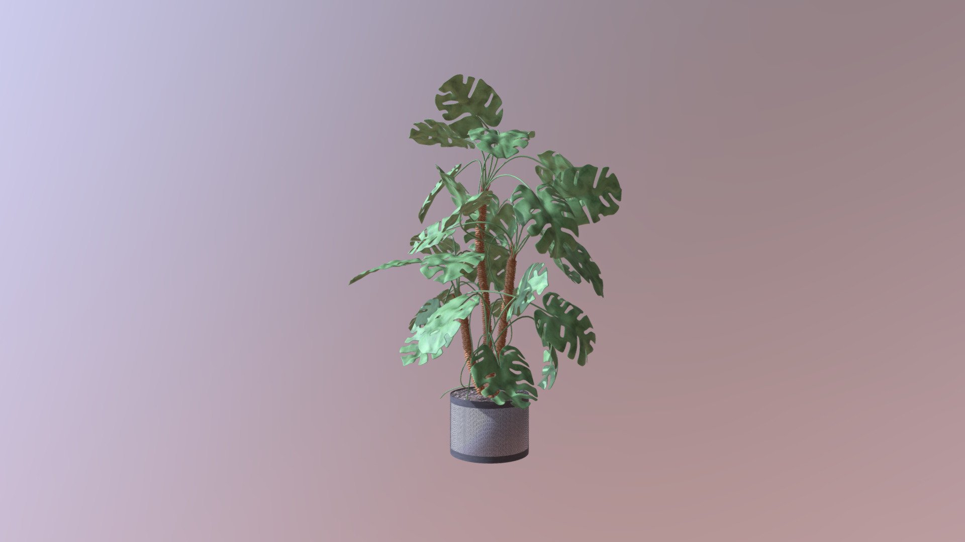 House plant 3d model