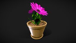 Flower in a pot