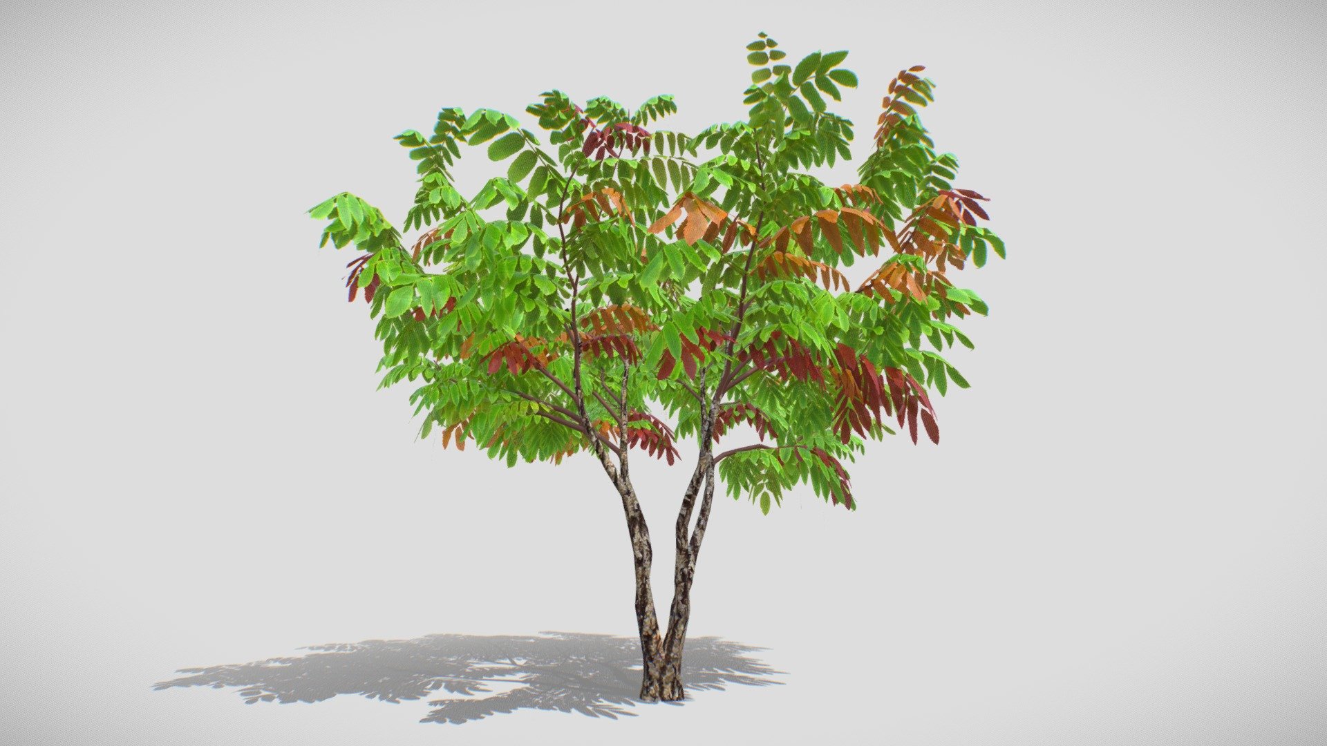 My autumn Acacia Tree 2023 3d model