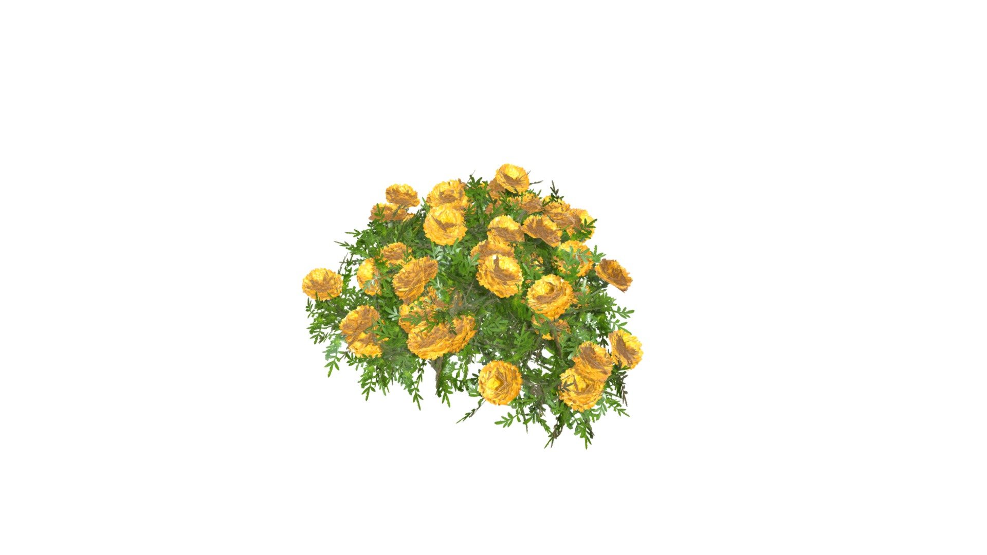 Deep Orange Marigold 02 3d model