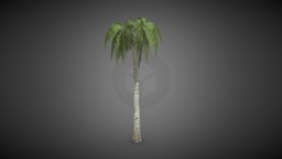 Coconut tree