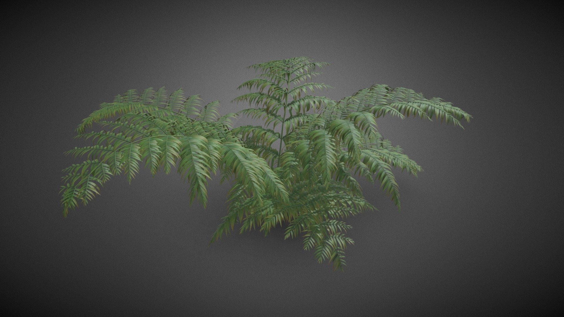 Ferns shrub flower 3d model