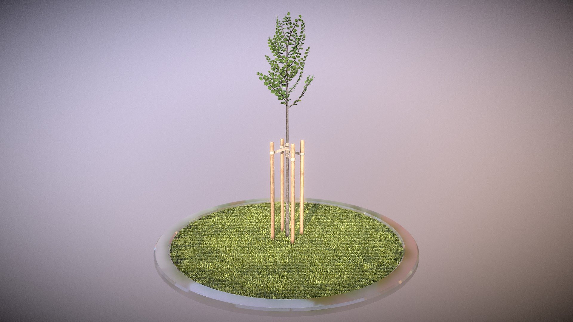 Tilia Tree 2 Meters in Summer Season 3d model