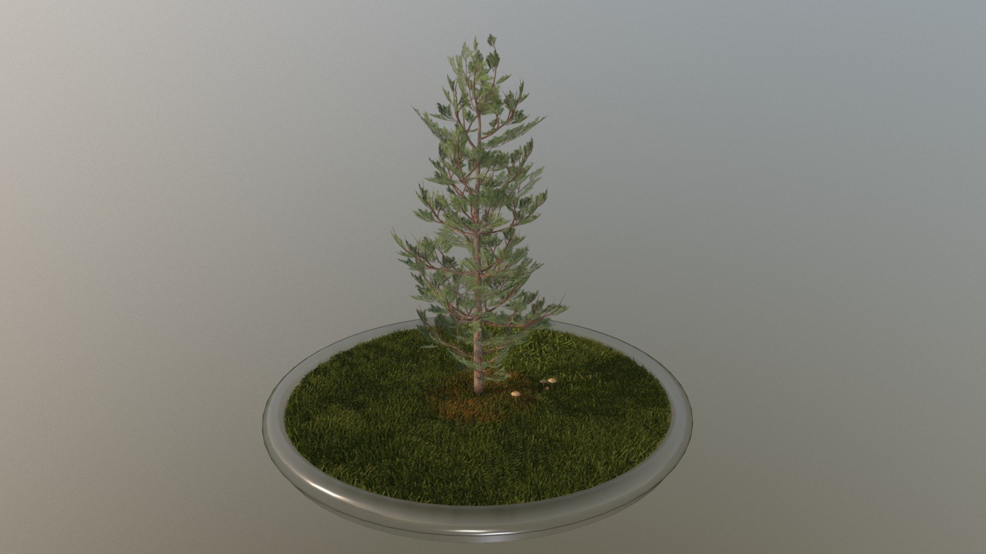 Pine Tree 3d model