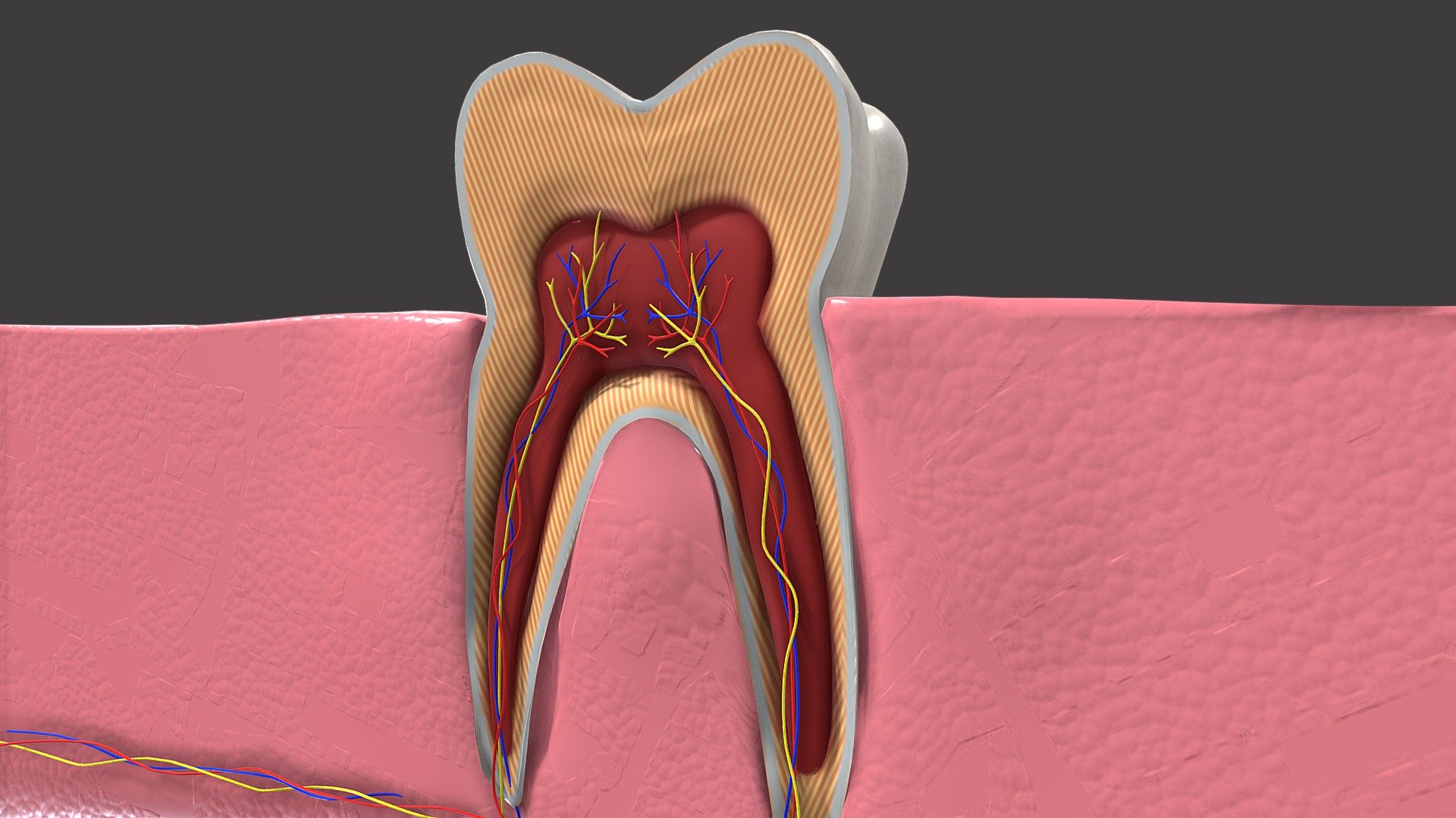 Inside my Tooth 3d model