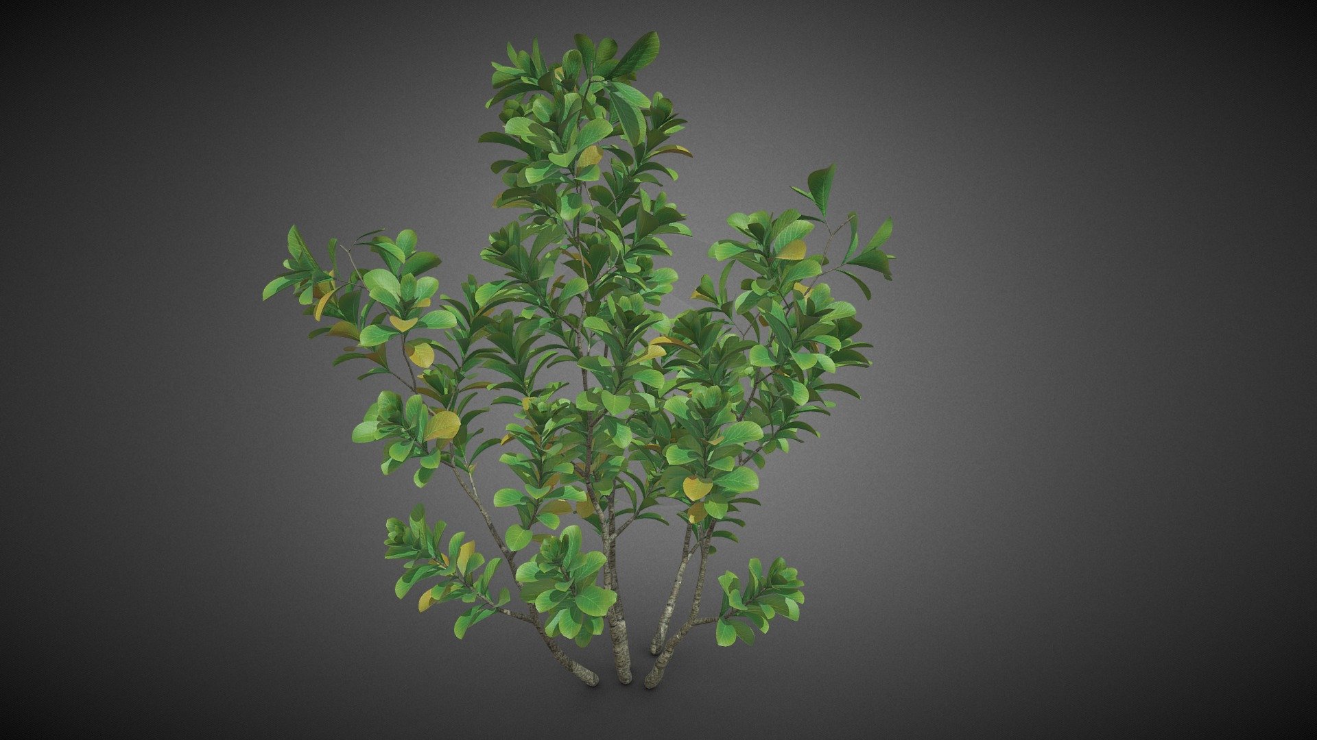 Shrub tree 3d model