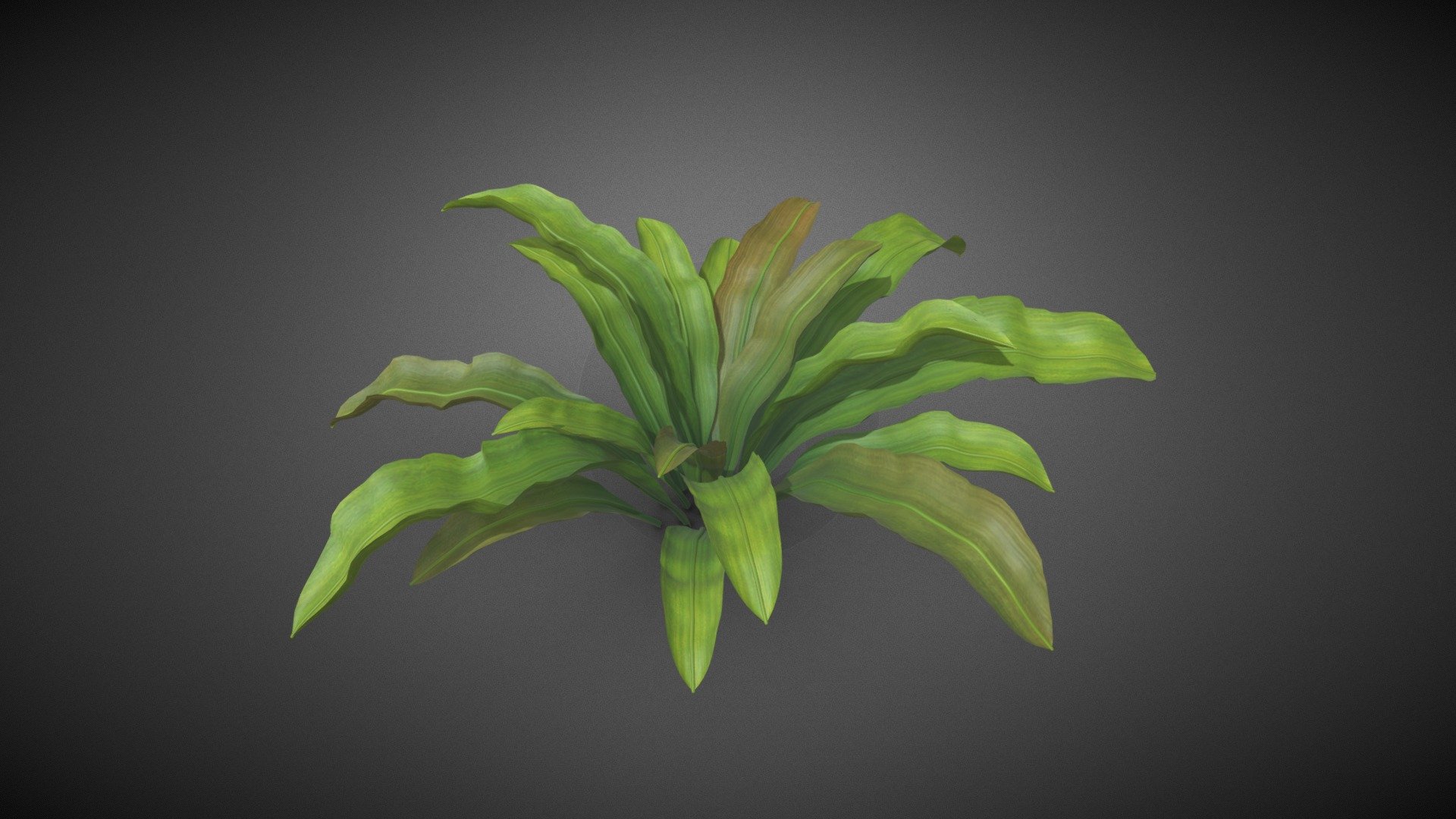 Ferns shrub flower 3d model