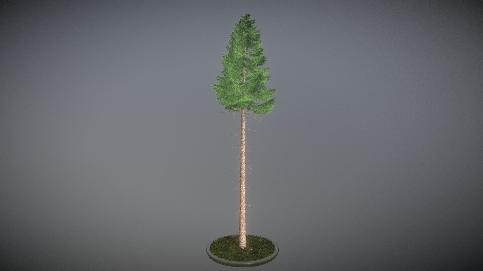 Spruce Tree 31 Meter Version 2 3d model