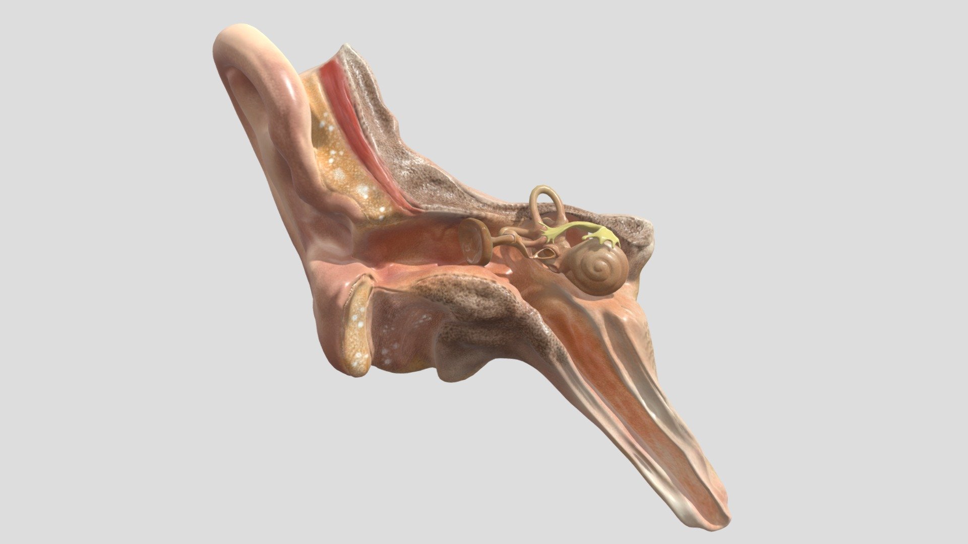 Character medical anatomy ear 3D model 3d model