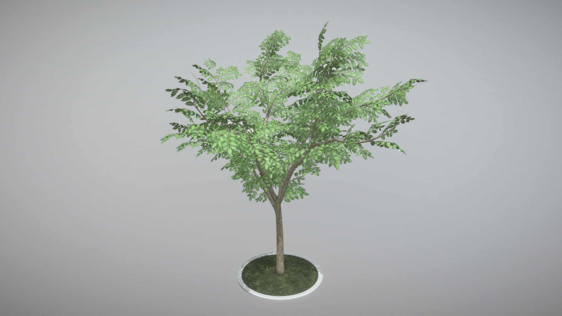 Rowan Tree 3d model