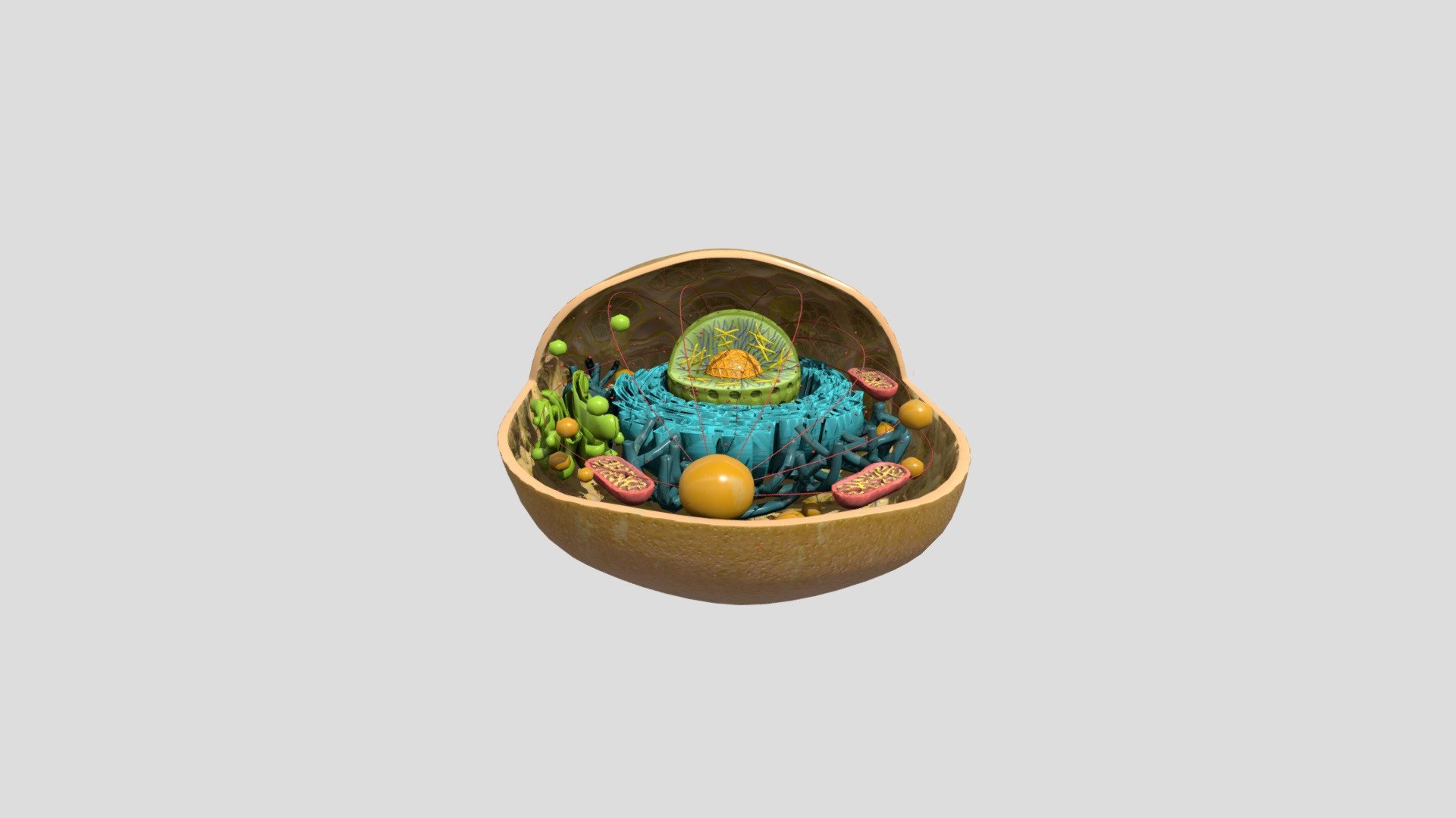 animal cell 3d model