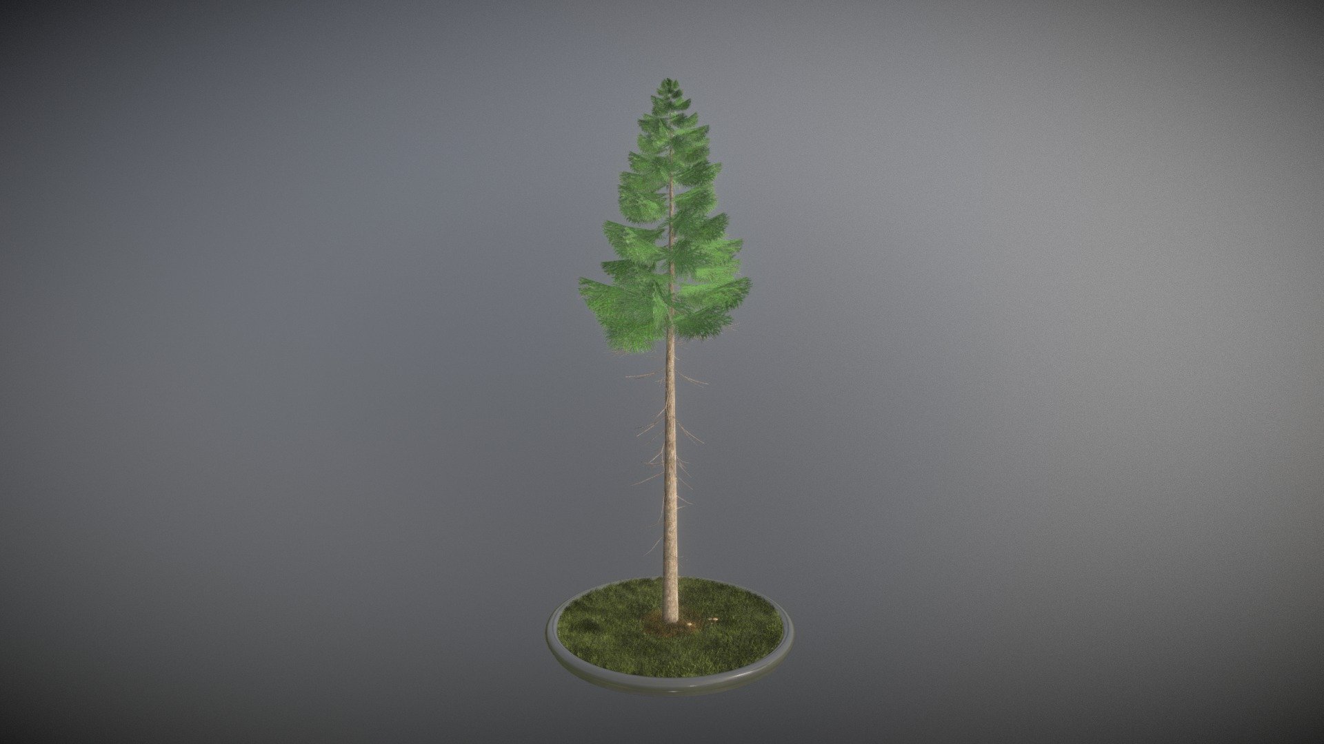 Spruce Tree 3d model