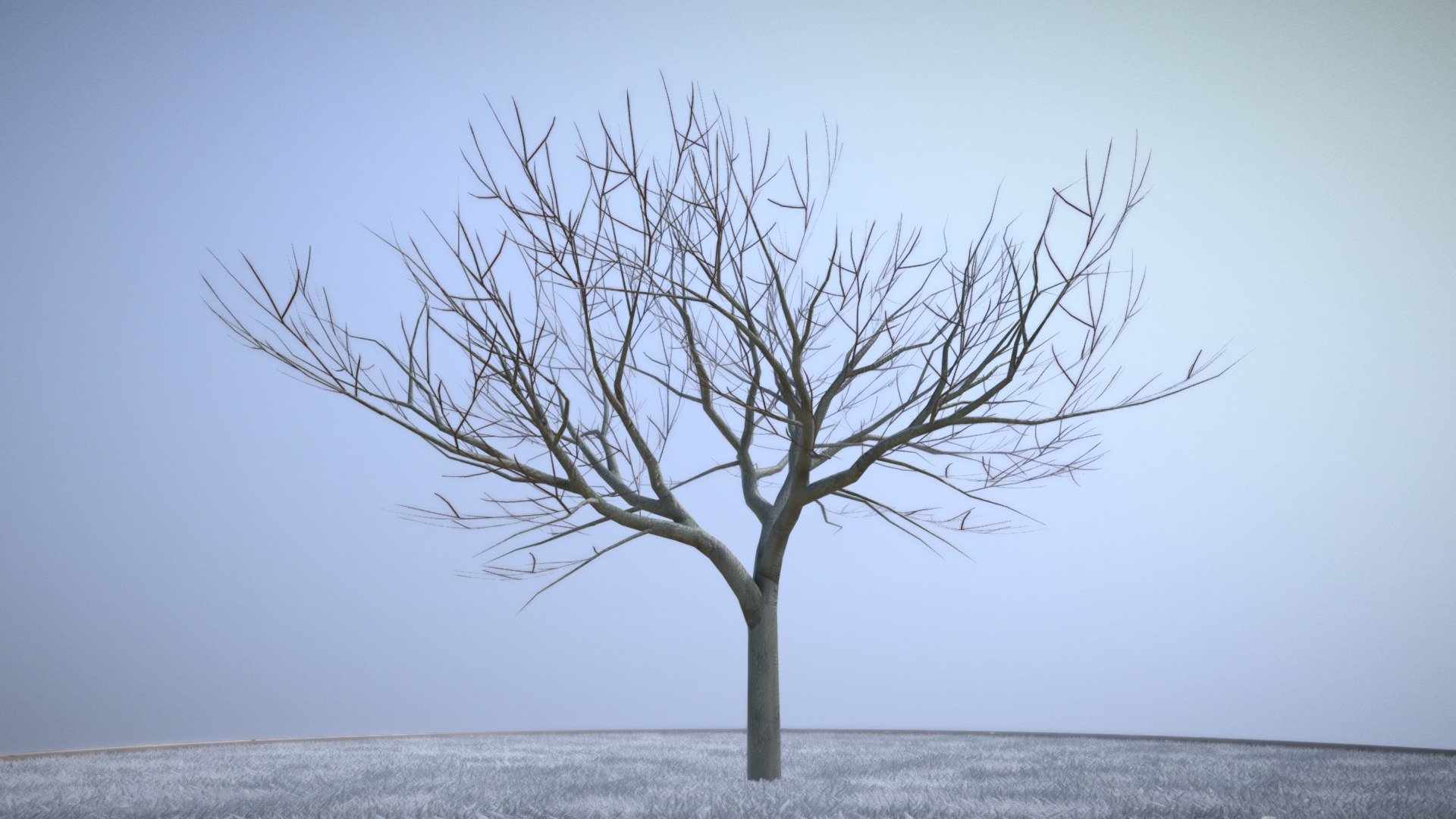 Plum Tree 8m Winter 3d model