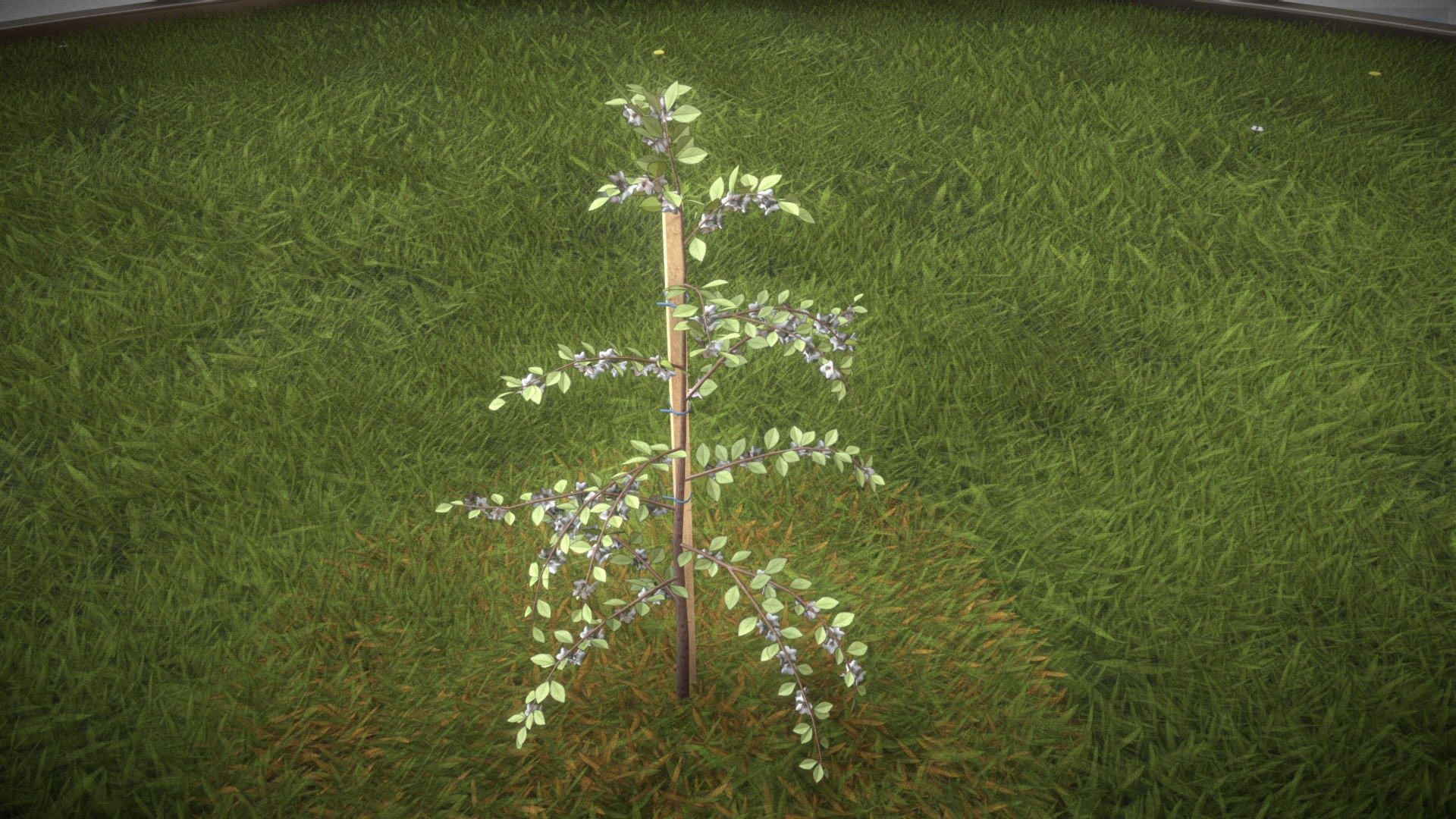 Plum Tree 2m 3d model