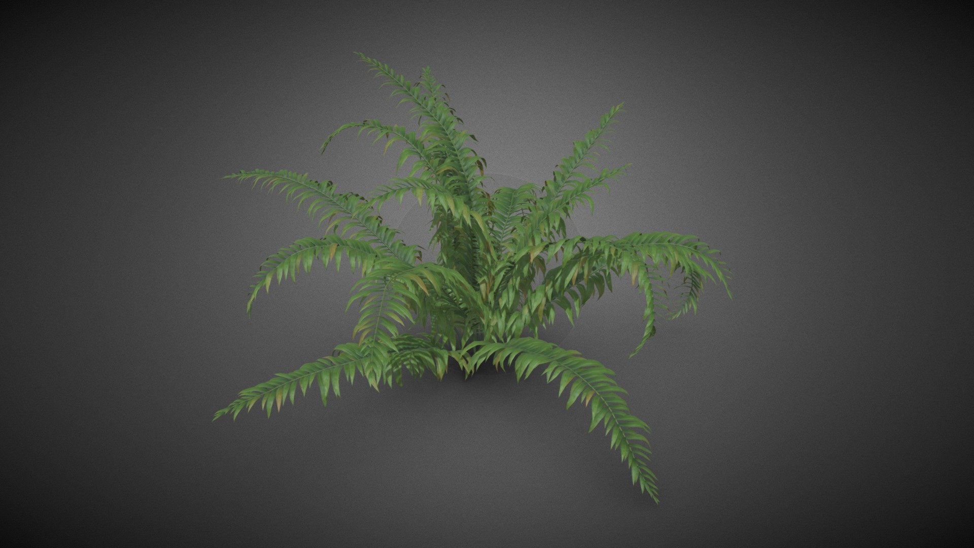 Ferns shrub flower 3d model