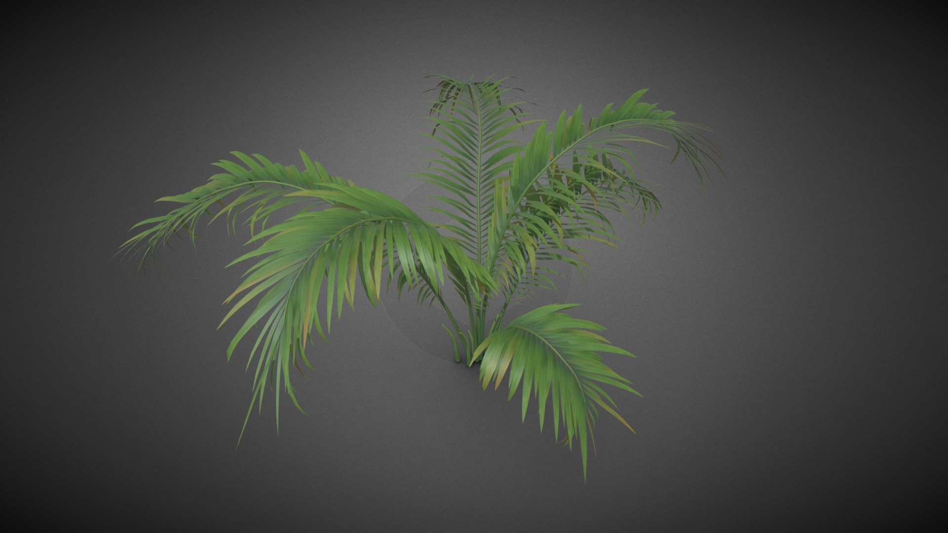 Ferns flower shrub 3d model