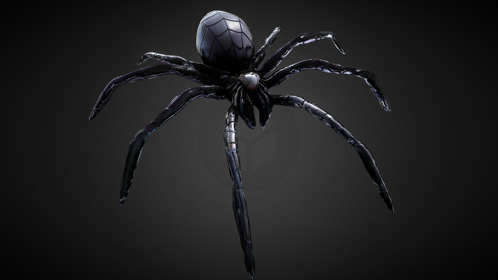 Spider Low Poly Rigged 3d model