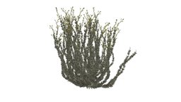 Sagebrush Bush #02