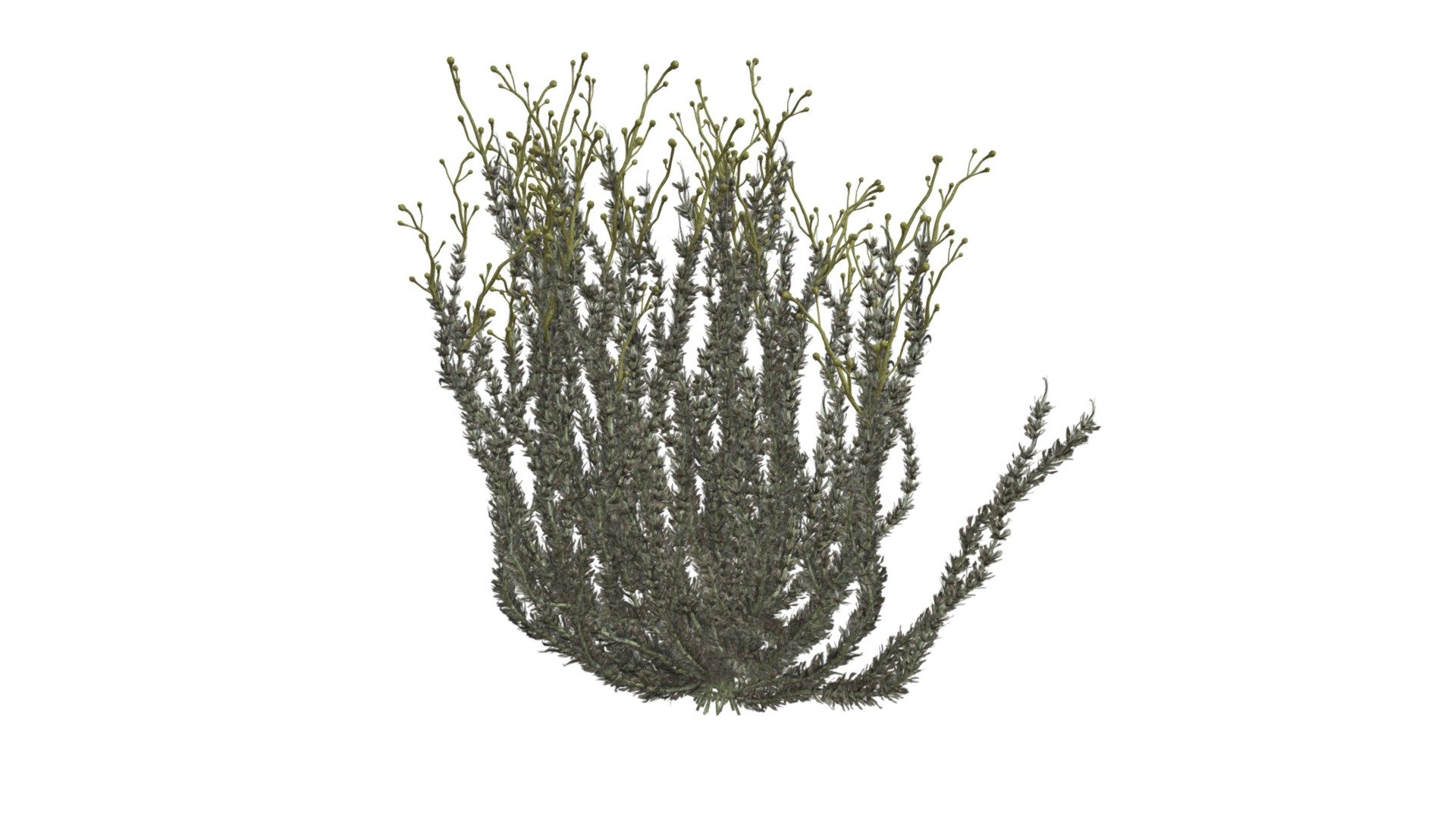 Sagebrush Bush #02 3d model