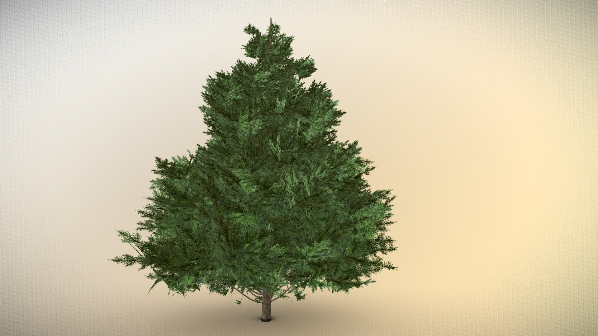 Simple Pine 3d model