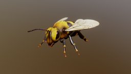 Bee