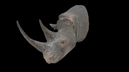 Rhino Head