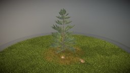 Pine Tree