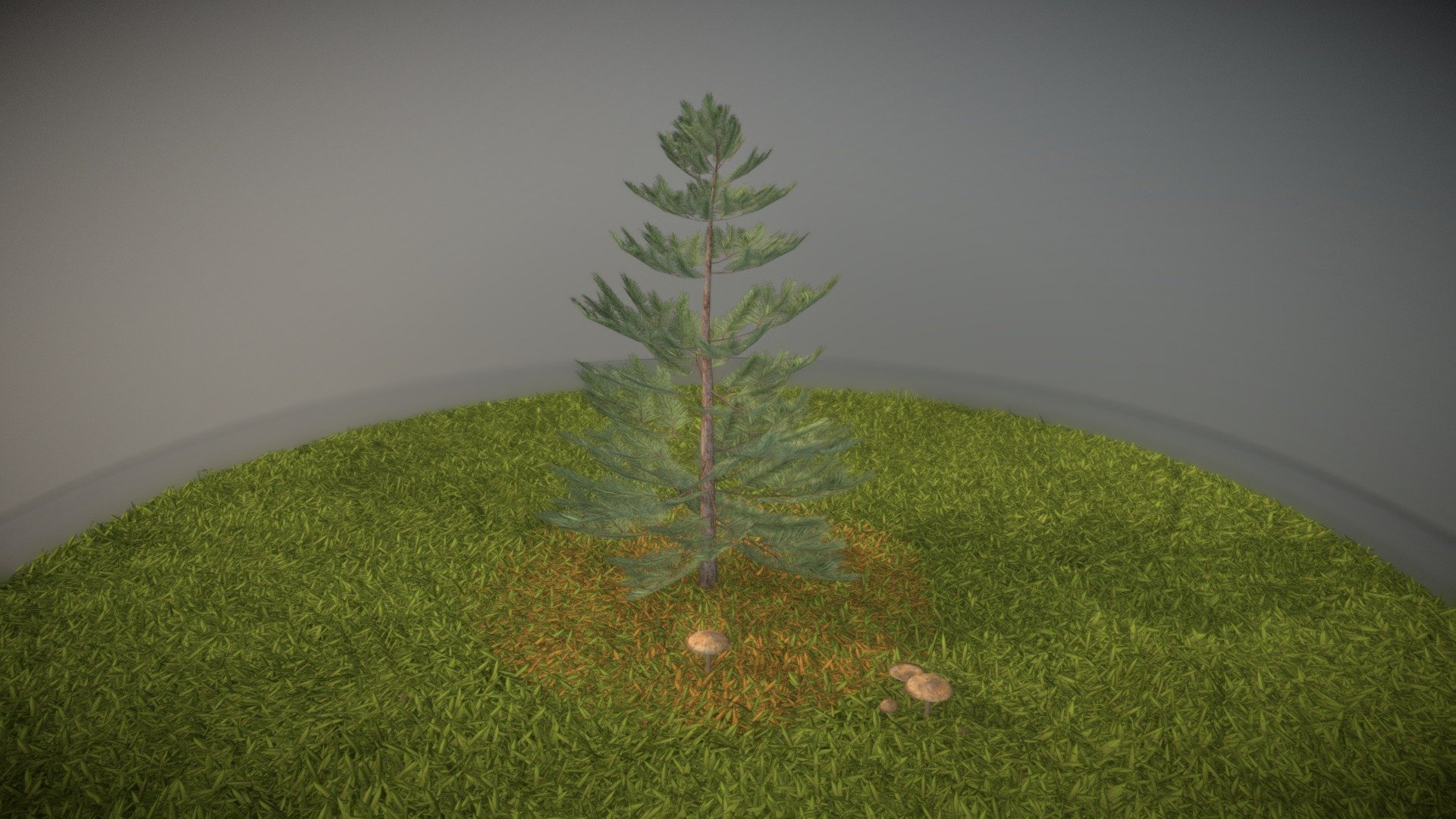 Pine Tree 3d model