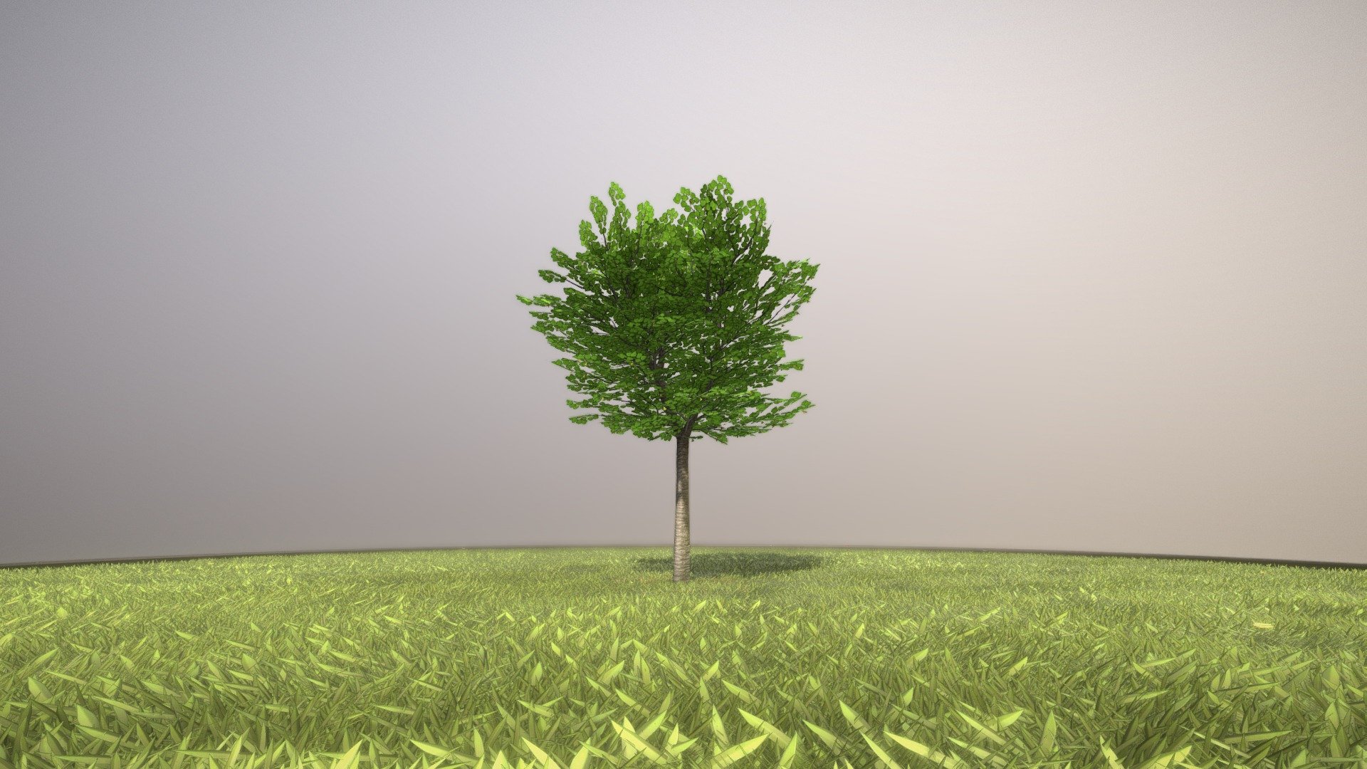 Tilia Tree 3d model