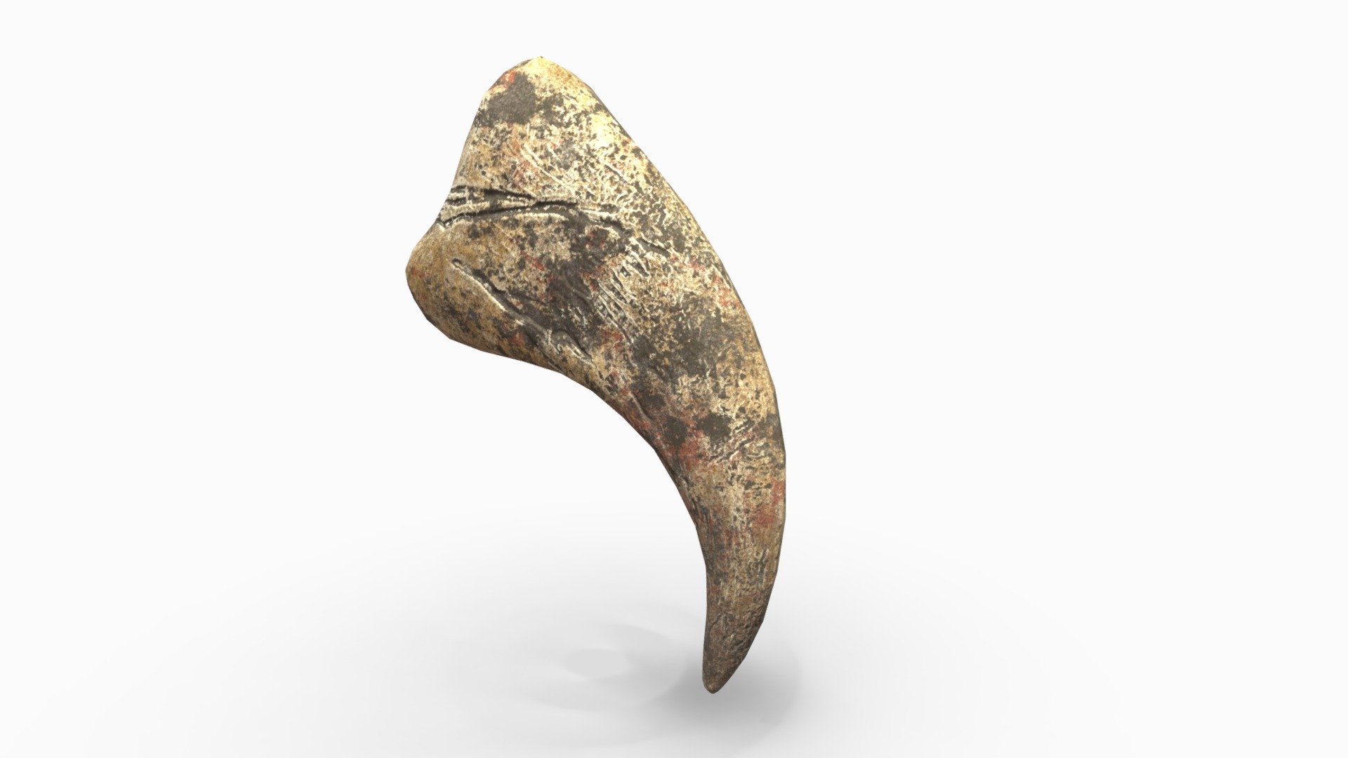 DINOSAUR CLAW 3d model