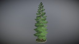 Spruce Tree