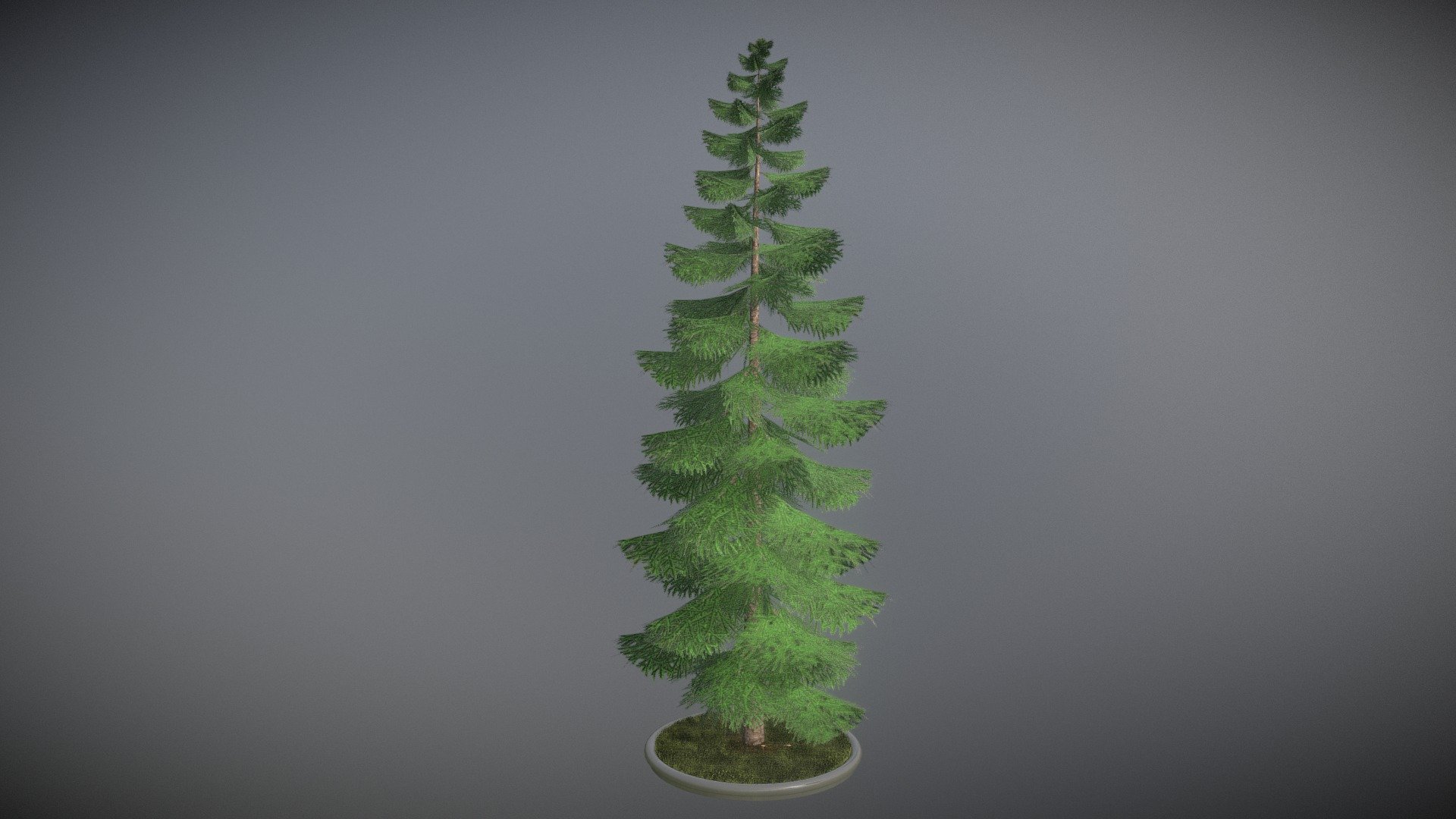 Spruce Tree 3d model