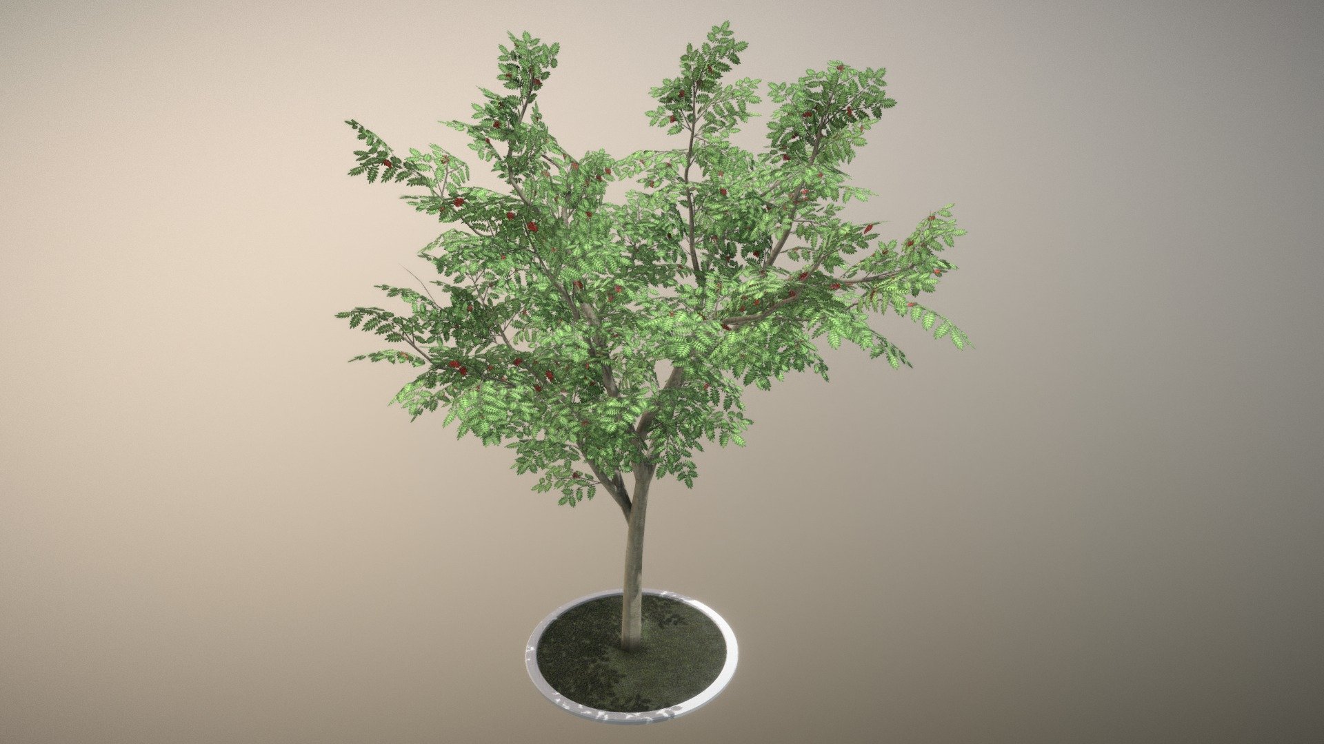 Rowan Tree 3d model