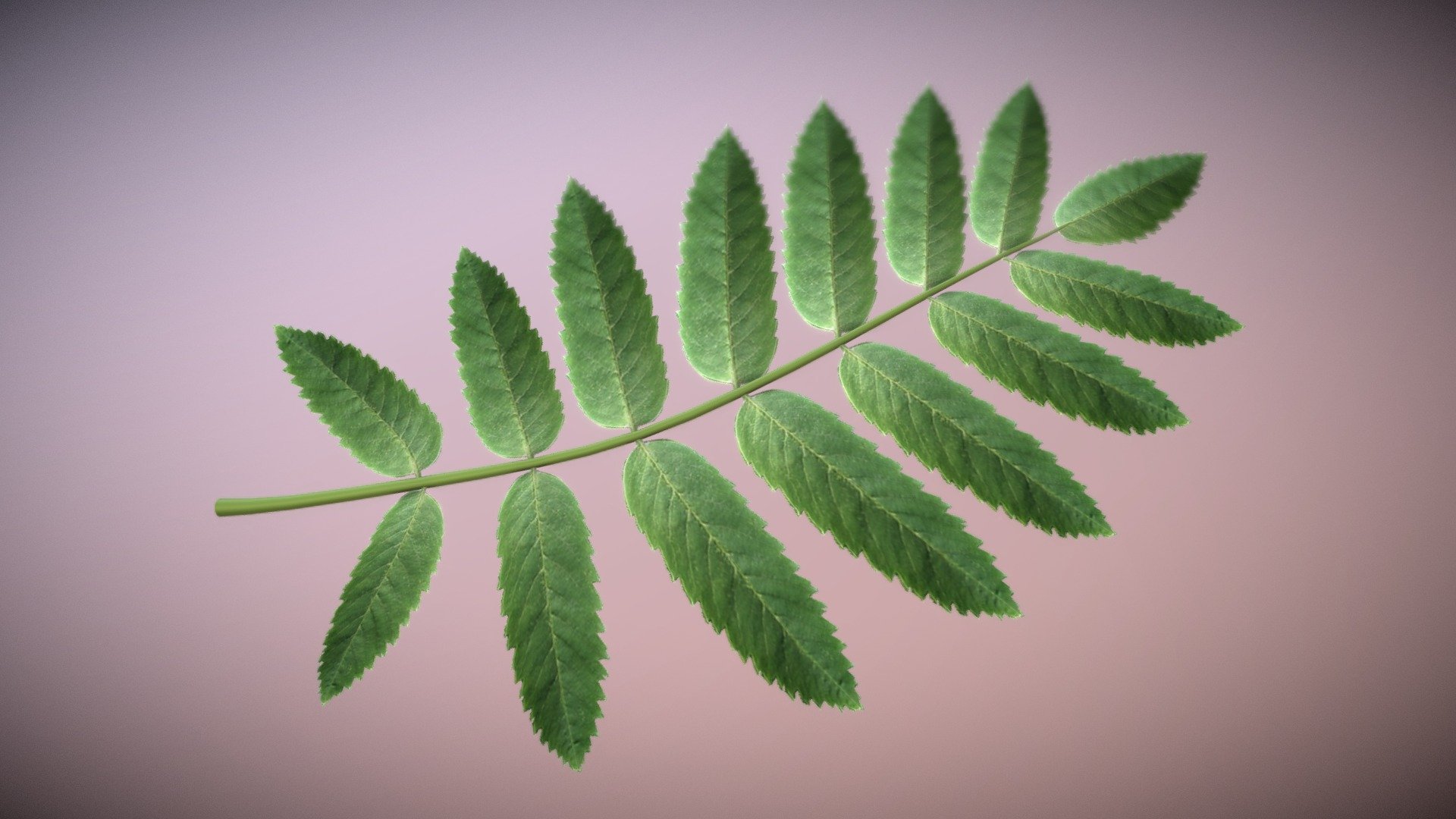 Rowan Leaf High Poly 3d model