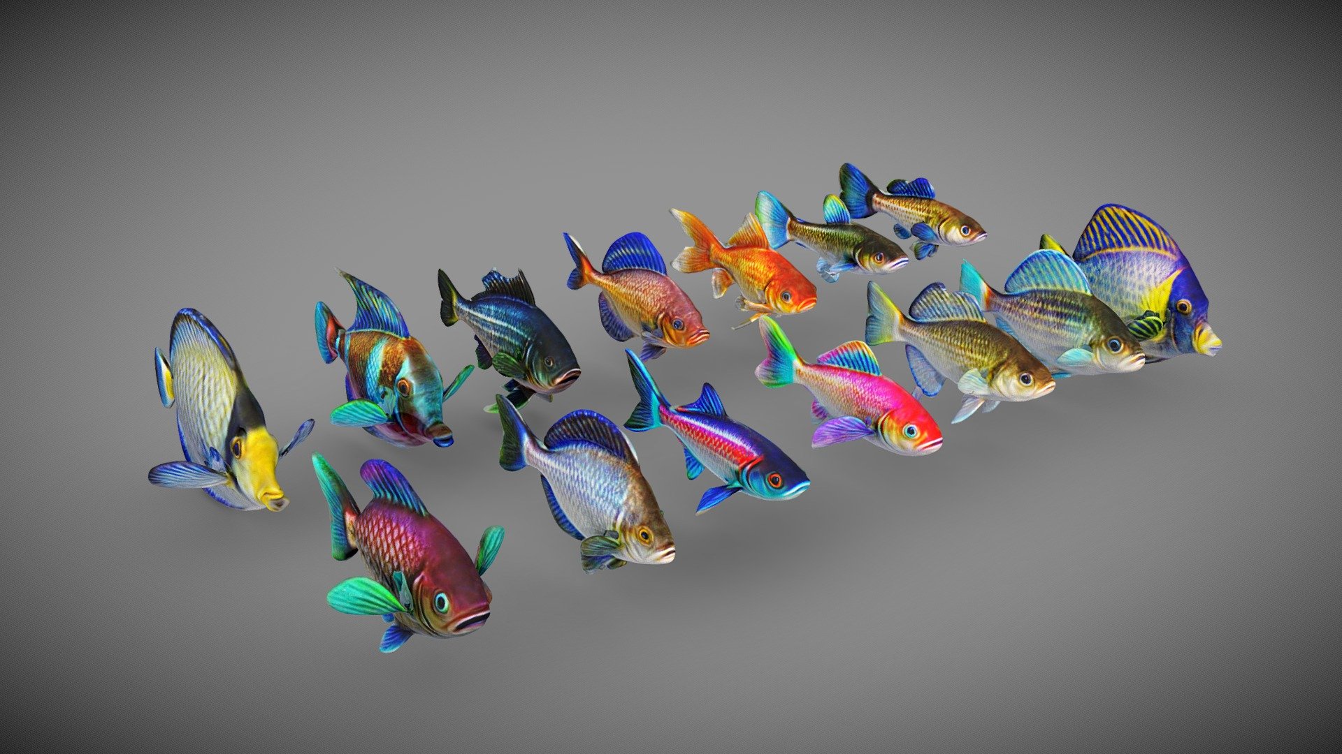 Tropical Fish 3d model