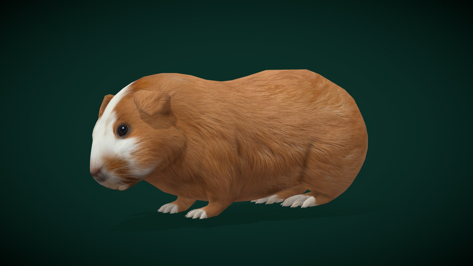 Domestic Guinea Pig Rodent (Lowpoly) 3d model