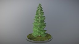 Spruce Tree