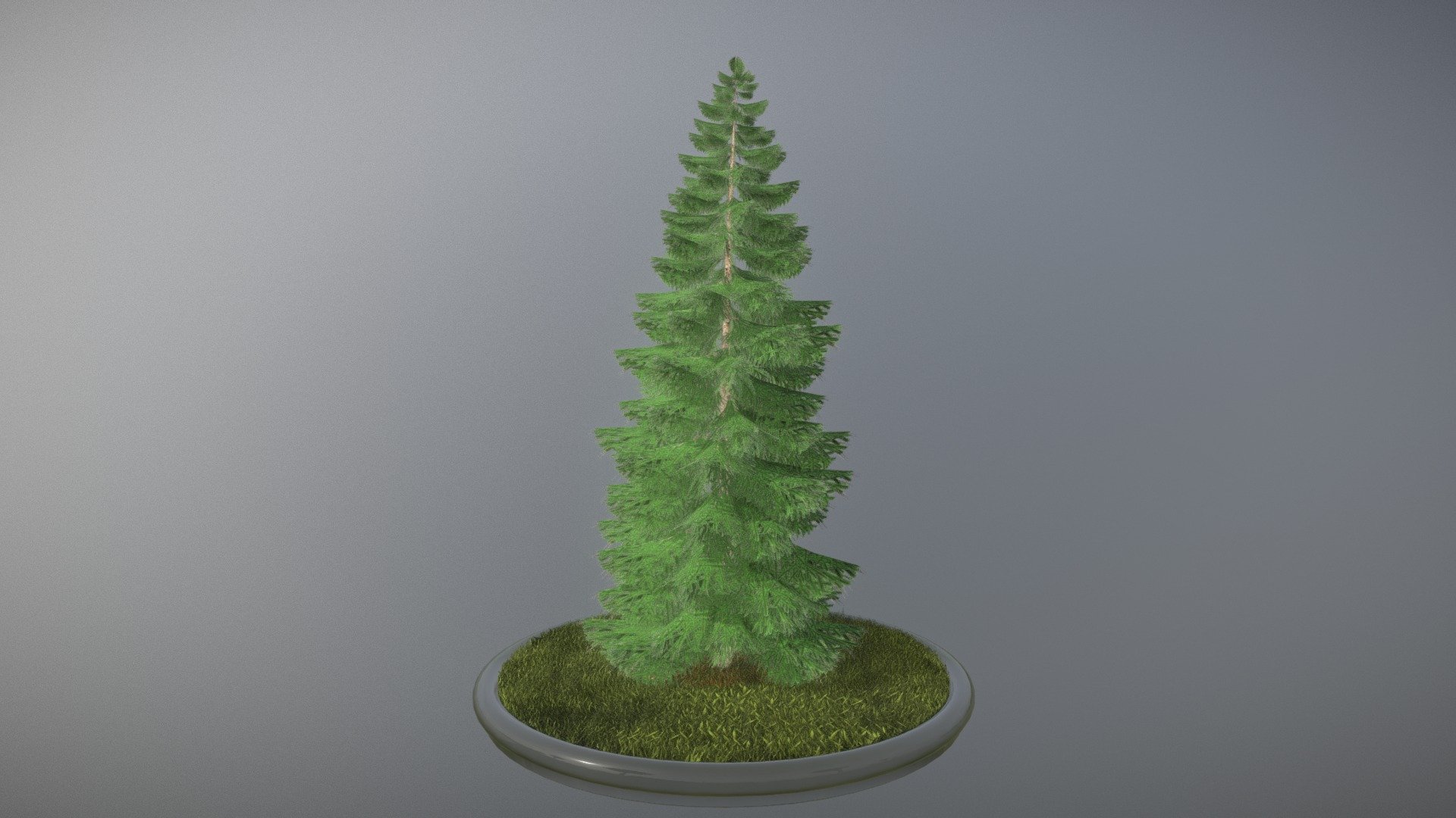 Spruce Tree 3d model