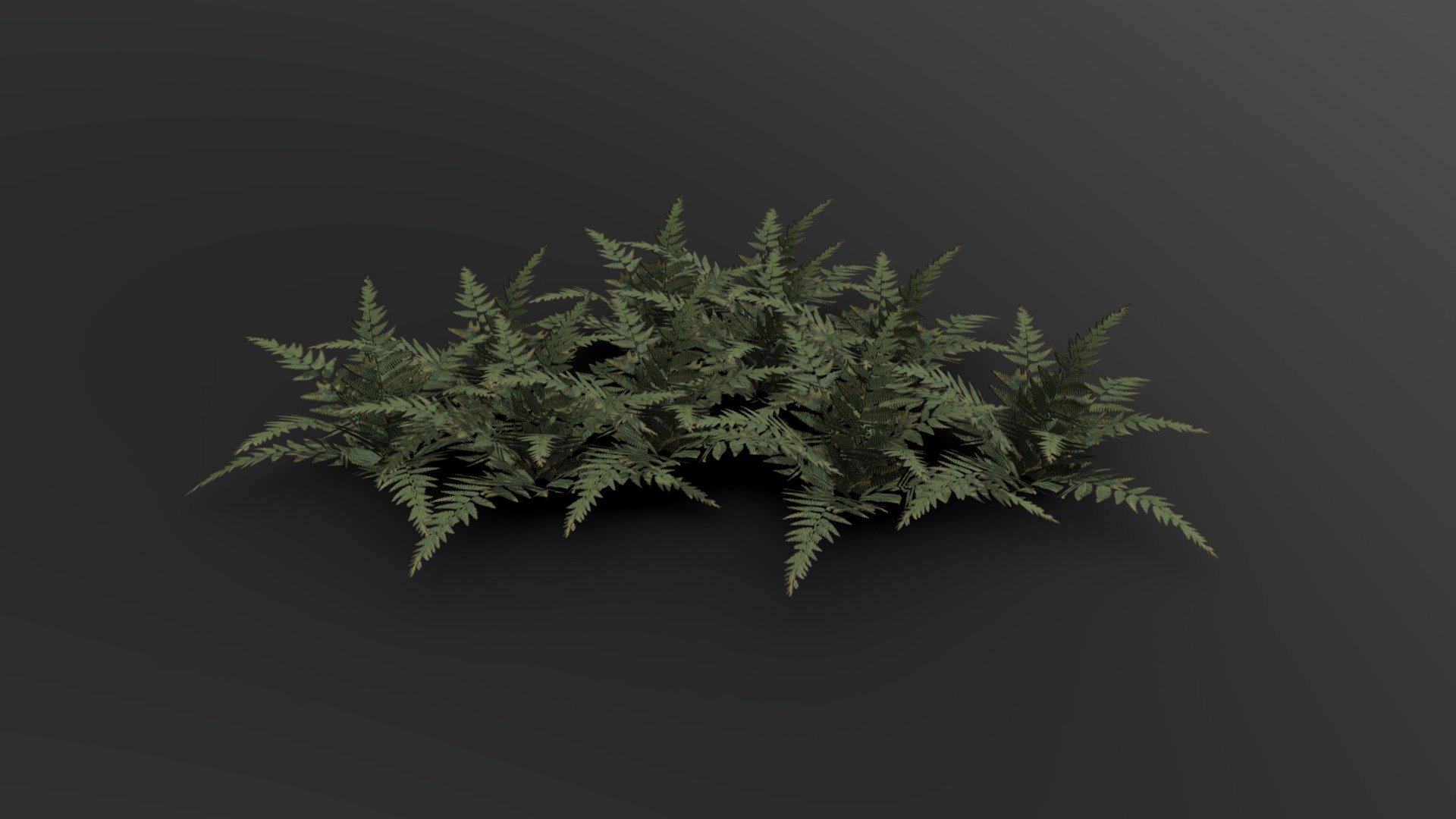 fern grass 01 3d model