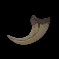 Deinonychus (Velociraptor) Claw