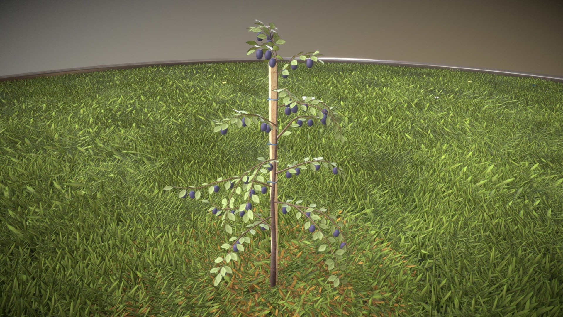 A small plum tree 2m 3d model